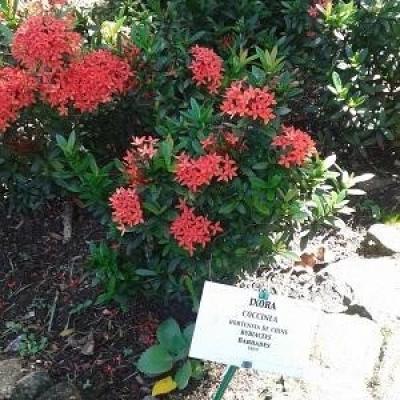 Ixora